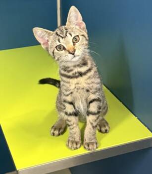 PRINCESS PEACH -  Domestic Short Hair Cat for Adoption in Hagerstown, Maryland - PRINCESS PEACH | PetCurious