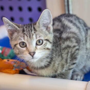 Goose -  Domestic Short Hair Cat for Adoption in Pontiac, Michigan - Goose | PetCurious