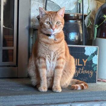 Cheeto -  Domestic Short Hair Cat for Adoption in Newark, New Jersey - Cheeto | PetCurious