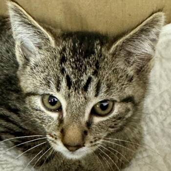 Domestic Short Hair Cats Available for Adoption in Westhampton, New York - Luigi | PetCurious