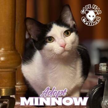 Domestic Medium Hair Cats Available for Adoption - Minnow | PetCurious