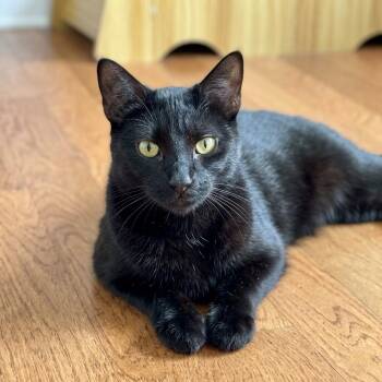 Theodora (Tea) - Bombay mix -  Bombay Cat for Adoption in Allen, Texas - Theodora (Tea) - Bombay Mix | PetCurious