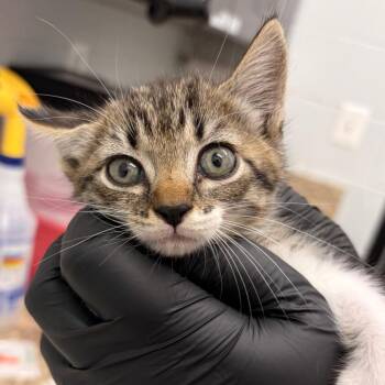 Candy Tan -  Domestic Short Hair Cat for Adoption in Marshall, Virginia - Candy Tan | PetCurious