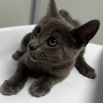 Eagle -  Domestic Short Hair Cat for Adoption in Concord, North Carolina - Eagle | PetCurious