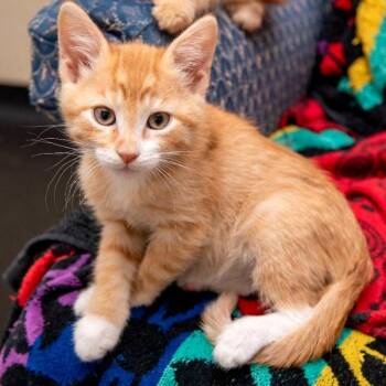 Domestic Short Hair Cats Available for Adoption in Des Moines, Iowa - Winston | PetCurious