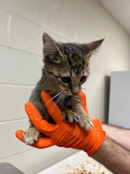 Wendy -  Tabby Cat for Adoption in Nacogdoches, Texas - Wendy | PetCurious