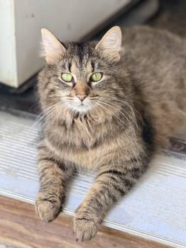 Minerva -  Maine Coon and Tabby Cat for Adoption in Pittsburgh, Pennsylvania - Minerva | PetCurious