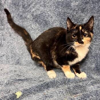 Calypso -  Domestic Short Hair Cat for Adoption in Waterloo, Iowa - Calypso | PetCurious