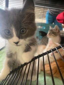 Domestic Medium Hair Cats Available for Adoption in Blountville, Tennessee - Russell | PetCurious
