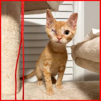 Nuggy -  Domestic Short Hair Cat for Adoption in Durham, North Carolina - Nuggy | PetCurious
