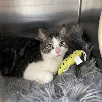 American Shorthair Cats Available for Adoption in Westport, Connecticut - Sedona (B7 Walnut 3) | PetCurious