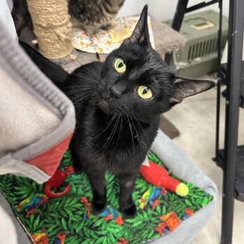 Sharpie -  Domestic Short Hair Cat for Adoption in Maple Ridge, British Columbia - Sharpie | PetCurious