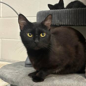 Domestic Short Hair Cats Available for Adoption in Mount Pleasant, South Carolina - Mother Goose | PetCurious