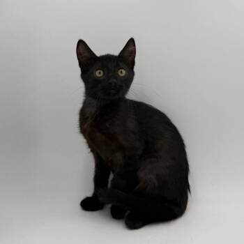 Cliff Hanger -  Domestic Short Hair Cat for Adoption in State College, Pennsylvania - Cliff Hanger | PetCurious