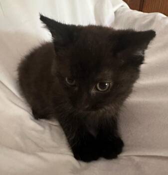 Rescue Domestic Short Hair Cats for Adoption in Ypsilanti, Michigan - Saron | PetCurious