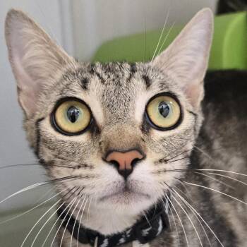 Betsy -  Domestic Short Hair Cat for Adoption in Desert Hot Springs, California - Betsy | PetCurious