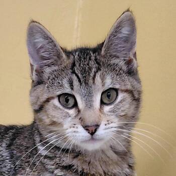 Sage -  Domestic Short Hair Cat for Adoption in Eugene, Oregon - Sage | PetCurious