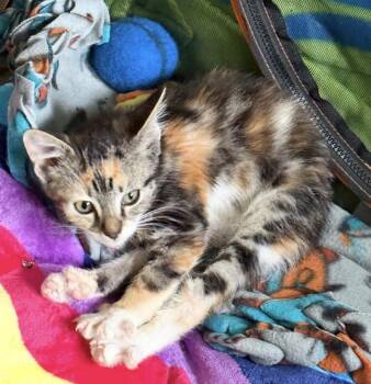 Flyer -  Domestic Short Hair Cat for Adoption in Mishawaka, Indiana - Flyer | PetCurious