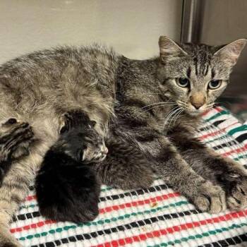 Topper -  Domestic Short Hair Cat for Adoption in San Antonio, Texas - Topper | PetCurious