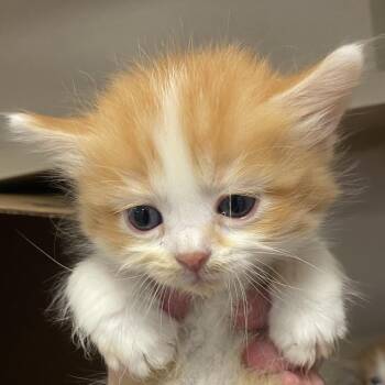 Zoe (26-3R-1) -  Domestic Medium Hair Cat for Adoption in Rifle, Colorado - Zoe (26-3R-1) | PetCurious
