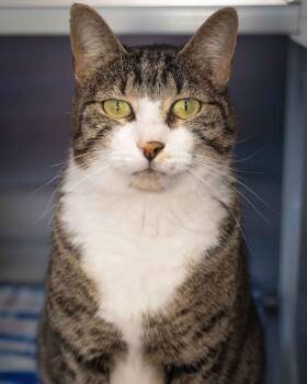 Domestic Short Hair Cats Available for Adoption - Sally | PetCurious