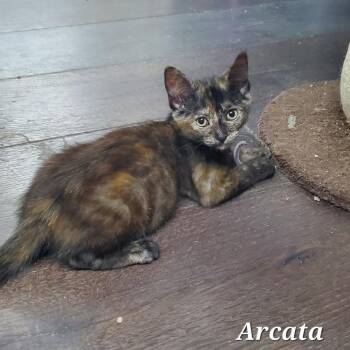 Arcata -  Domestic Short Hair Cat for Adoption in Westminster, California - Arcata | PetCurious