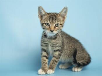 Domestic Short Hair Cats Available for Adoption in Phoenix, Arizona - FRITO | PetCurious