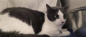 Kiki -  Domestic Short Hair Cat for Adoption in Montreal, Quebec - Kiki | PetCurious