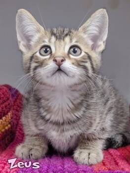 Zeus -  Domestic Short Hair Cat for Adoption in Mason, Michigan - Zeus | PetCurious