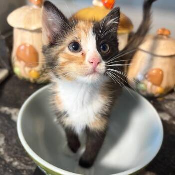 Crimson -  Domestic Short Hair Cat for Adoption in Springfield, Illinois - Crimson | PetCurious