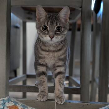 Sassy -  Domestic Short Hair Cat Available for Adoption in Richmond, Virginia - Sassy | PetCurious