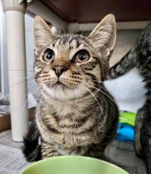 AC -  Domestic Short Hair Cat for Adoption in Cincinnati, Ohio - AC | PetCurious