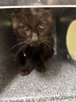 Domestic Short Hair Cats Available for Adoption - ANGEL SNOW | PetCurious