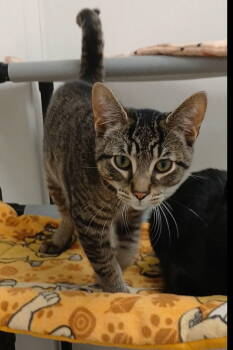 Rescue Tabby and Domestic Short Hair Cats for Adoption in Bay City, Michigan - Cobalt | PetCurious