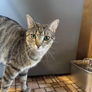 Tabby Cats Available for Adoption in Mount Holly, North Carolina - Sriracha & Petey | PetCurious