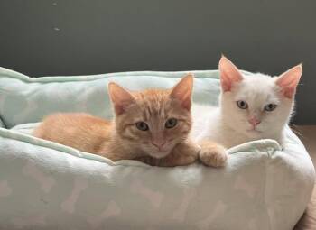 Harley & Blue -  Domestic Short Hair Cat for Adoption in Horsham, Pennsylvania - Harley & Blue | PetCurious