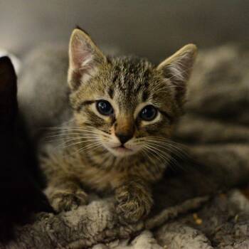 Wednesday -  Domestic Short Hair Cat for Adoption in Idaho Falls, Idaho - Wednesday | PetCurious