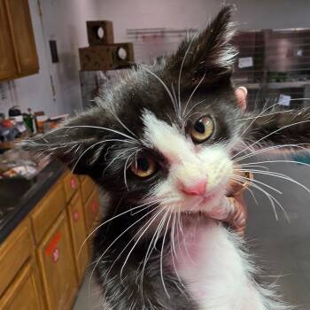 Dardenelle -  Domestic Short Hair Cat for Adoption in Leander, Texas - Dardenelle | PetCurious