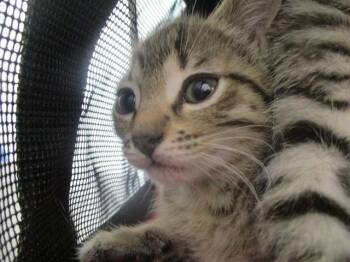 A384722 -  Domestic Short Hair Cat for Adoption in Ocala, Florida - A384722 | PetCurious