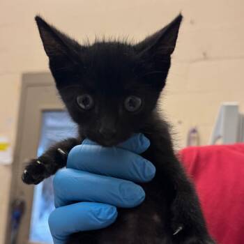 Adidas -  Domestic Short Hair Cat for Adoption in Birmingham, Alabama - Adidas | PetCurious