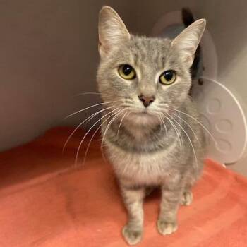 Domestic Short Hair Cats Available for Adoption - Lucielle | PetCurious