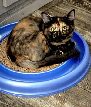 Fable (Nashville) -  Tortoiseshell Cat for Adoption in Luling, Texas - Fable (Nashville) | PetCurious
