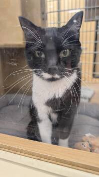 Zelda Z -  Domestic Short Hair Cat for Adoption in Parker, Colorado - Zelda Z | PetCurious