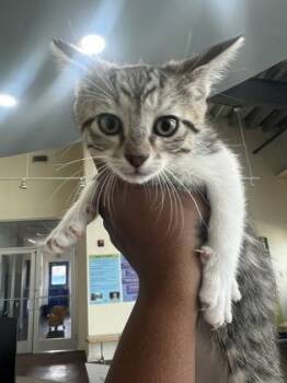 Domestic Short Hair Cats Available for Adoption - Dally | PetCurious