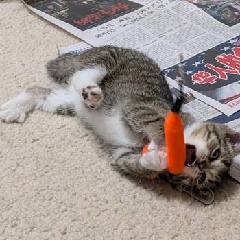 Bop-It -  Domestic Short Hair Cat Available for Adoption in Glenelg, Maryland - Bop-It | PetCurious