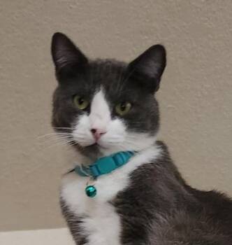 Rescue Tuxedo and Domestic Short Hair Cats for Adoption in Las Cruces, New Mexico - Abasi | PetCurious