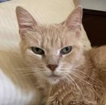 Peachy Keen -  Domestic Short Hair Cat for Adoption in Ithaca, New York - Peachy Keen | PetCurious