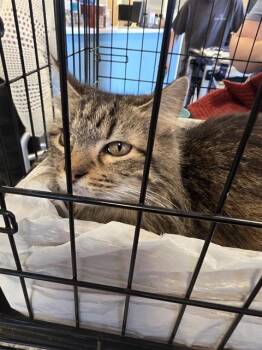 Domestic Short Hair Cats Available for Adoption - A134383 | PetCurious