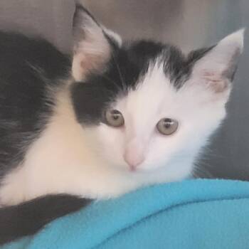 Mary Sanderson -  Domestic Short Hair Cat for Adoption in Madisonville, Tennessee - Mary Sanderson | PetCurious