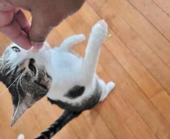 Domestic Short Hair Cats Available for Adoption - Sandy | PetCurious